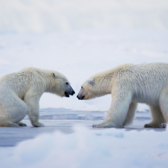 Frozen Planet 2 project image